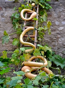 foglie, scala, zucche, verde, muro, zucca, giallo, piante