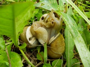 verde, foglie, lumache, chiocciole, erba, animali, natura, corna