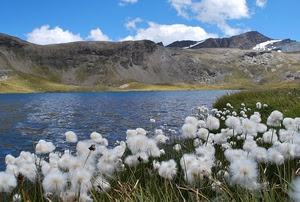 lago, fiori, acqua, montagna, montagne, bianco, nuvole, erba