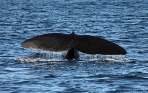 mare, balena, coda, acqua, onde, pinne, mammifero, azzurro, animale