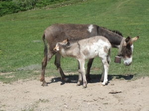 animali, prato, due, cucciolo, campanaccio, asino, erba, asinello, asini, allattare, verde