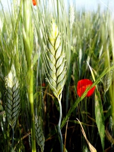 verde, rosso, papavero, grano, spighe, spiga, fiore, erba, papaveri, campo, frumento, natura