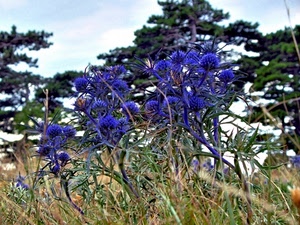 blu, fiori, alberi, verde, natura, erba, cardi, azzurro, sfocato, piante