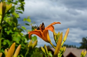 farfalla, fiore, arancio, boccioli, nuvole, arancione, verde, petali, giglio, cielo