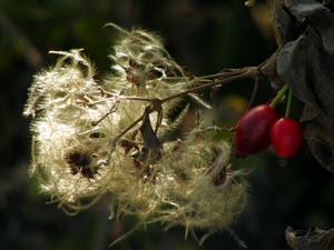 rosso, bacche, foglie, natura, macro, sfocato, fiore, semi, verde, ramo, fiori, bianco, pianta