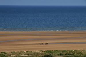 mare, spiaggia, cavalli, sabbia, acqua, calessi, azzurro, due