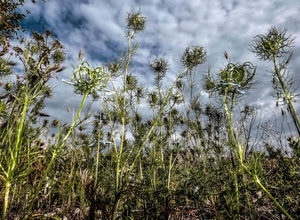 nuvole, cielo, erba, campo, verde, piante, fiori, bianco, cardi, natura, azzurro