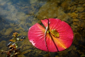 acqua, rosso, foglia, sassi, ninfea, fiore, rossa, ramo, natura