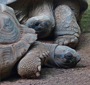 tartarughe, zampe, occhi, carapace, teste, animali, corazze, testuggini, testa