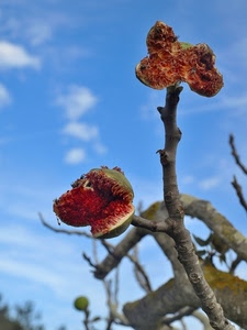 rosso, fico, fichi, rami, ramo, cielo, frutti, frutta, verde, cibo, albero, frutto