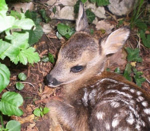 foglie, animale, orecchie, cucciolo, cerbiatto, capriolo, muso, bosco, occhio