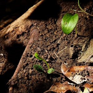 foglie, terra, verde, marrone, germogli, radici, secche, piante, piantina
