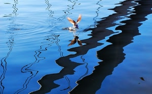 uccello, acqua, ali, azzurro, riflessi, riflesso, blu, linee, mare, lago, nero