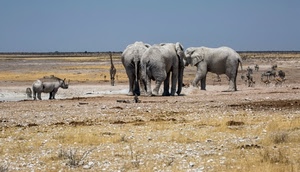 elefanti, giraffa, savana, animali, rinoceronte, zebre, acqua, cielo