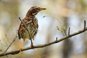 becco, ramo, uccello, piume, zampe, animale, sfocato, foglie, occhio, marrone, passero
