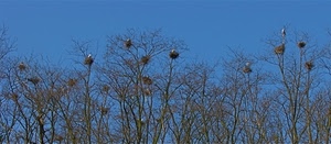 nidi, uccelli, alberi, cielo, rami, azzurro, natura, inverno, cicogne, piante