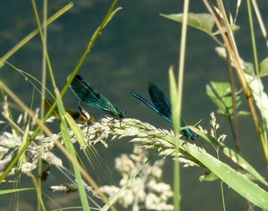 libellule, insetti, ali, erba, tre, due, verde, natura, blu, steli, libellula, fiori