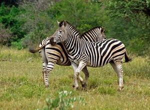zebre, strisce, animali, alberi, prato, due, verde, natura, zebra