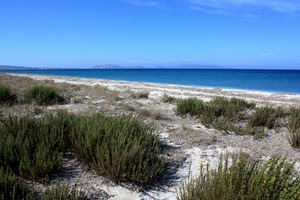 mare, spiaggia, cielo, azzurro, sabbia, cespugli, acqua, verde, costa, arbusti, dune, onde, blu, piante, orizzonte