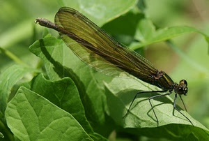 ali, foglie, libellula, verde, zampe, insetto, macro, foglia