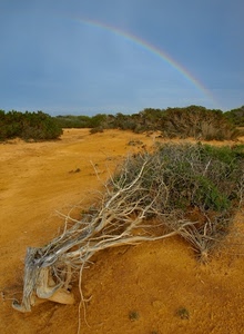 arcobaleno, cielo, sabbia, terra, rami, cespugli, arbusti, verde, paesaggio, albero, piante