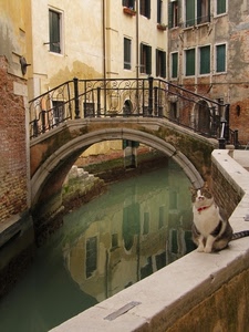 ponte, gatto, finestre, canale, acqua, venezia, riflesso, ringhiera, arco, riflessi, animale, micio, palazzi, case
