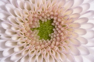 fiore, verde, petali, bianco, macro, dalia, rosa