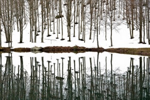 neve, alberi, riflesso, acqua, inverno, lago, bianco