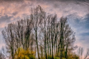 nuvole, alberi, acqua, riflesso, cielo, rami, riflessi, giallo, verde, lago, azzurro, rosa