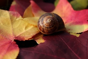 foglie, chiocciola, giallo, rosso, spirale, lumaca, autunno, macro, marrone, guscio