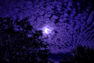 nuvole, alberi, cielo, viola, luna, notte, controluce, rami, sole, notturno, foglie, blu, albero, luce