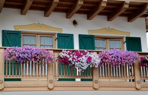 fiori, balcone, finestre, verde, legno, rosa, ringhiera, vasi, bianco, rosso, viola, persiane, terrazzo, piante