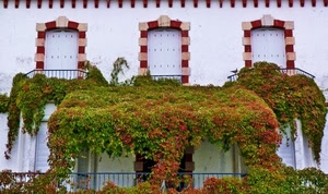 finestre, balconi, rampicante, bianco, tre, rosso, piante, ringhiere, verde, ringhiera, edera, porte, foglie, balcone