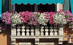 balcone, fiori, tenda, bianco, ombra, rosa