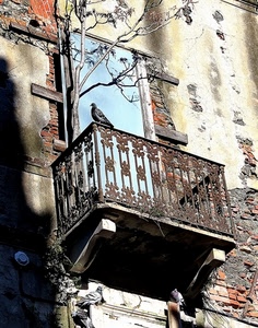 balcone, ringhiera, finestra, colombo, albero, piccione, uccello, rami, piccioni, pianta