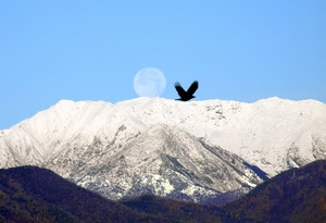 luna, uccello, neve, montagne, montagna, volatile, inverno, cielo