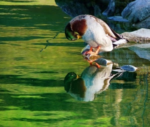 riflesso, acqua, anatra, verde, sassi, piume