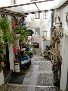 barca, fiori, vicolo, zerbino, piante, finestre, vasi, verde, tappeto