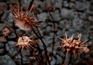 spine, fiori, marrone, cardi, macro, steli, secco, grigio, secchi, tre, piante