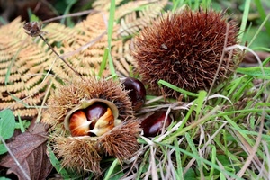 castagne, erba, foglie, ricci, felci, spine, riccio, autunno, verde, natura