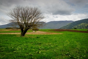 albero, prato, verde, montagne, erba, nuvole, rami, paesaggio