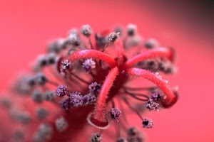 fiore, rosso, macro, rosa, pistilli, stami, viola, pistillo, sfocato