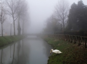 nebbia, cigno, alberi, fiume, canale, staccionata, ponte, bianco