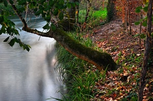 foglie, fiume, acqua, erba, alberi, autunno, rami, verde, torrente, tronco, albero, rosso, riva, bosco, sottobosco