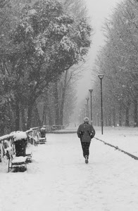 neve, lampioni, viale, panchine, alberi, inverno, bianconero, bianco