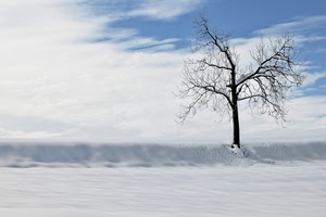 albero, neve, inverno, bianco, cielo, nuvole, rami