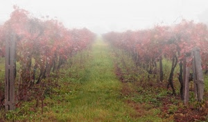 nebbia, filari, viti, autunno, vigneto, erba, vigna, foglie, prospettiva