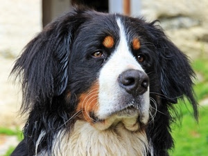 cane, occhi, pelo, naso, nero, animale, bianco, muso, orecchie, baffi, bocca, animali, sfocato