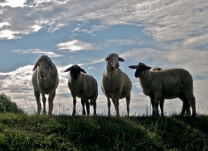 pecore, nuvole, erba, animali, cielo, quattro, gregge, prato