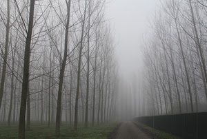 nebbia, alberi, strada, rami, inverno, sentiero, autunno, pioppi